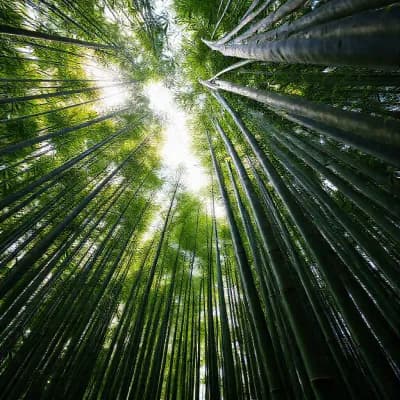 Nature 038