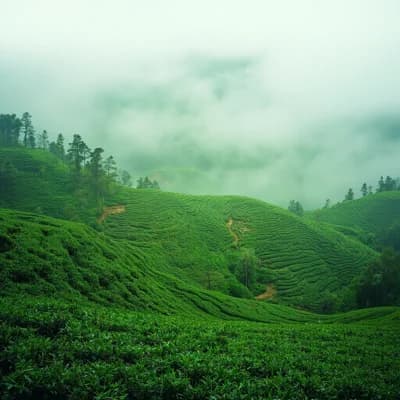 Tea Plantation 01
